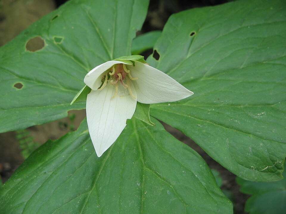 Trillium flexipes (drooping trillium) (alternate view 10)