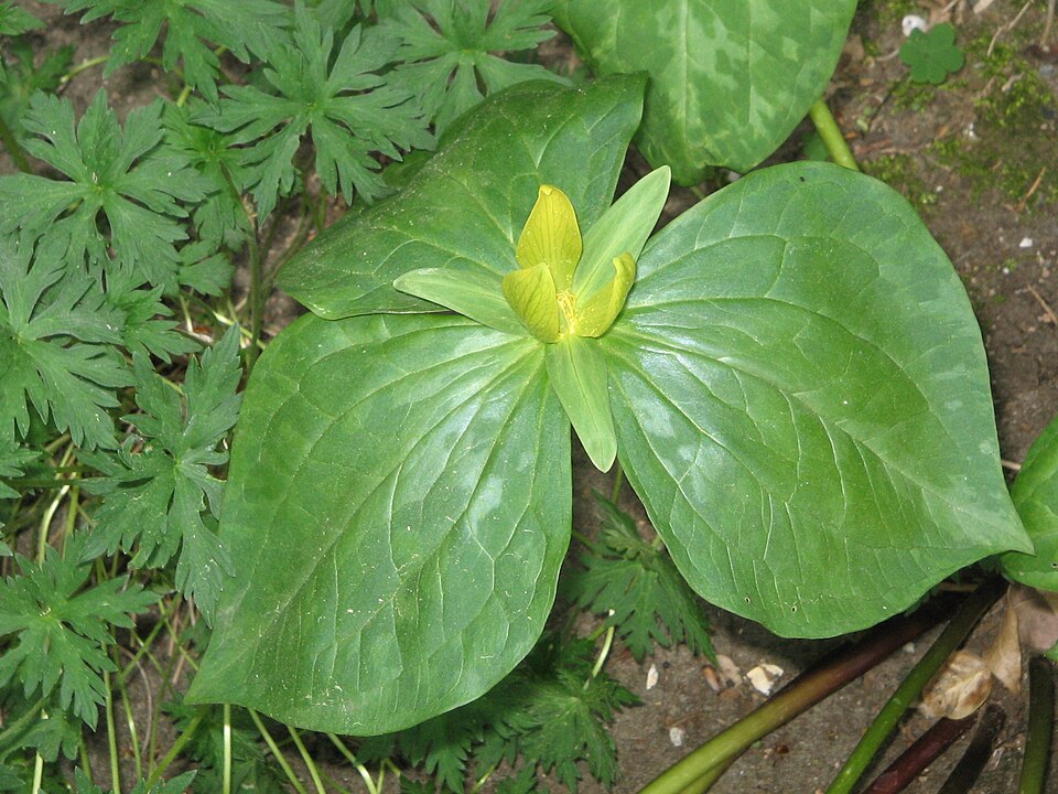 Trillium luteum (Yellow Trillium) (alternate view 8)
