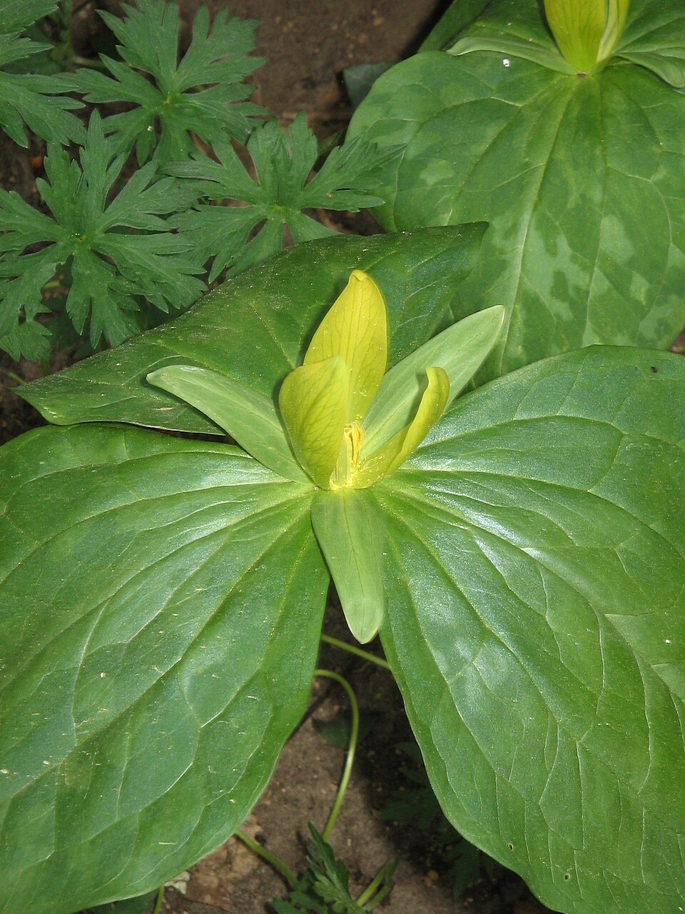 Trillium luteum (Yellow Trillium) (alternate view 9)