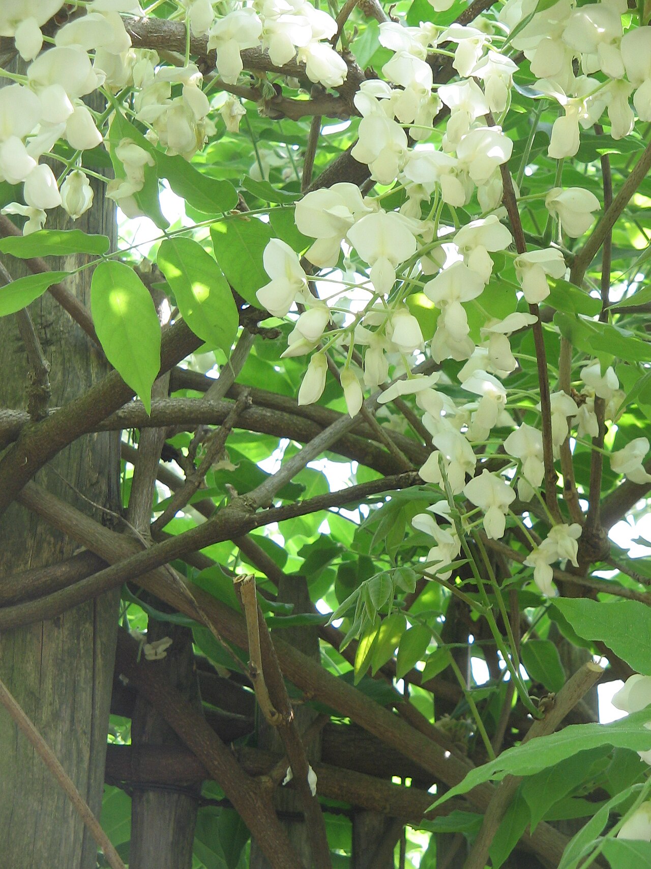 Wisteria brachybotrys, Silky wisteria — climbing deciduous (Fabaceae) (image 3 of 10)