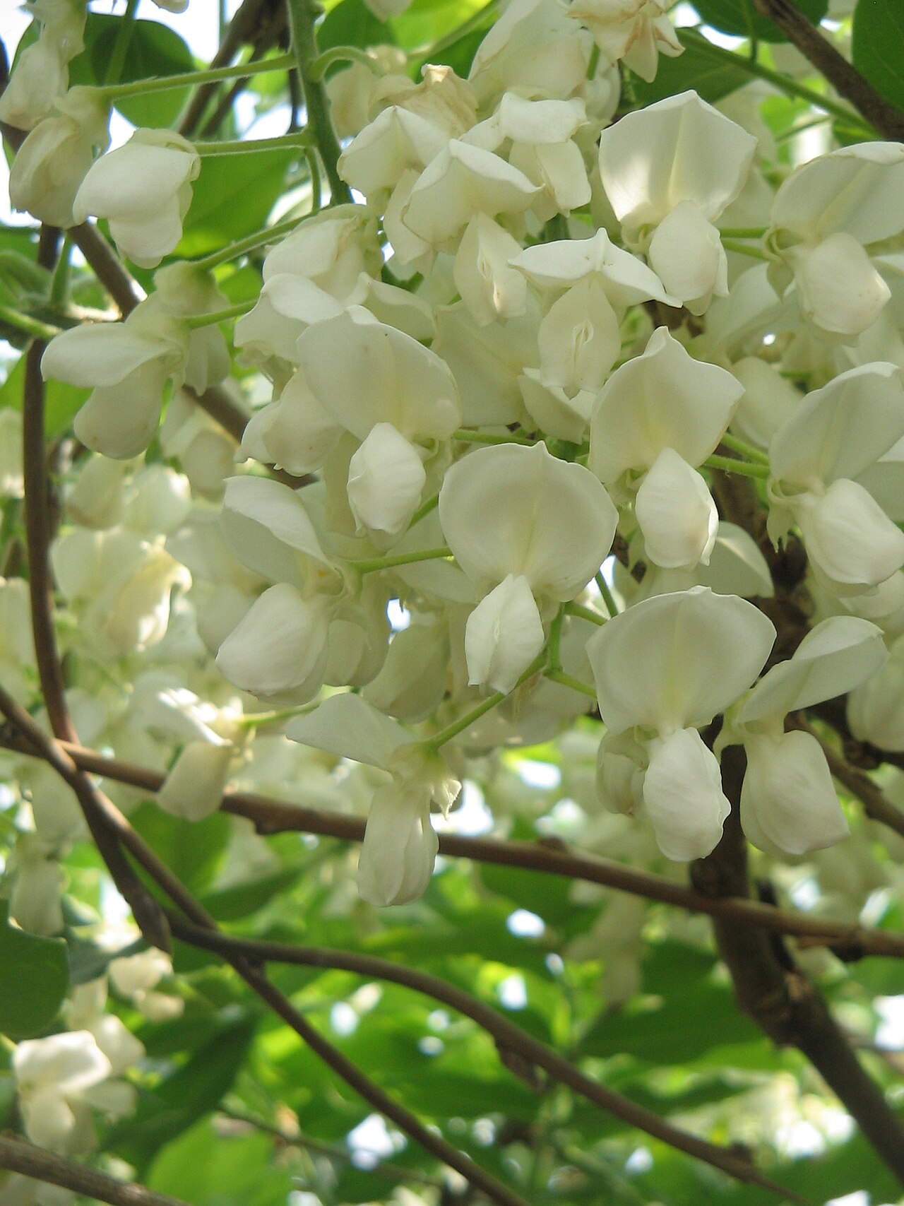 Wisteria brachybotrys, Silky wisteria — climbing deciduous (Fabaceae) (image 4 of 10)