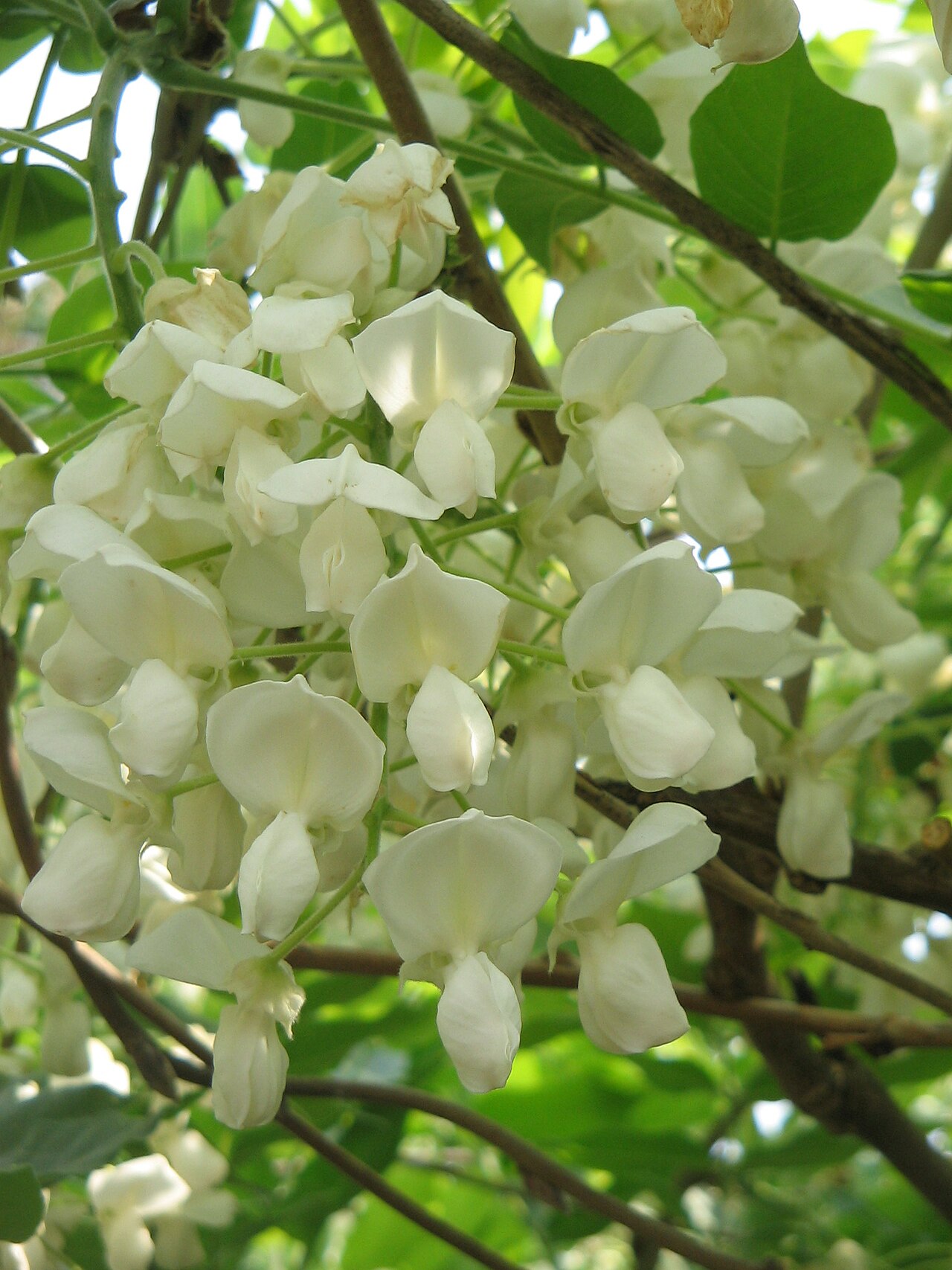 Wisteria brachybotrys, Silky wisteria — climbing deciduous (Fabaceae) (image 5 of 10)
