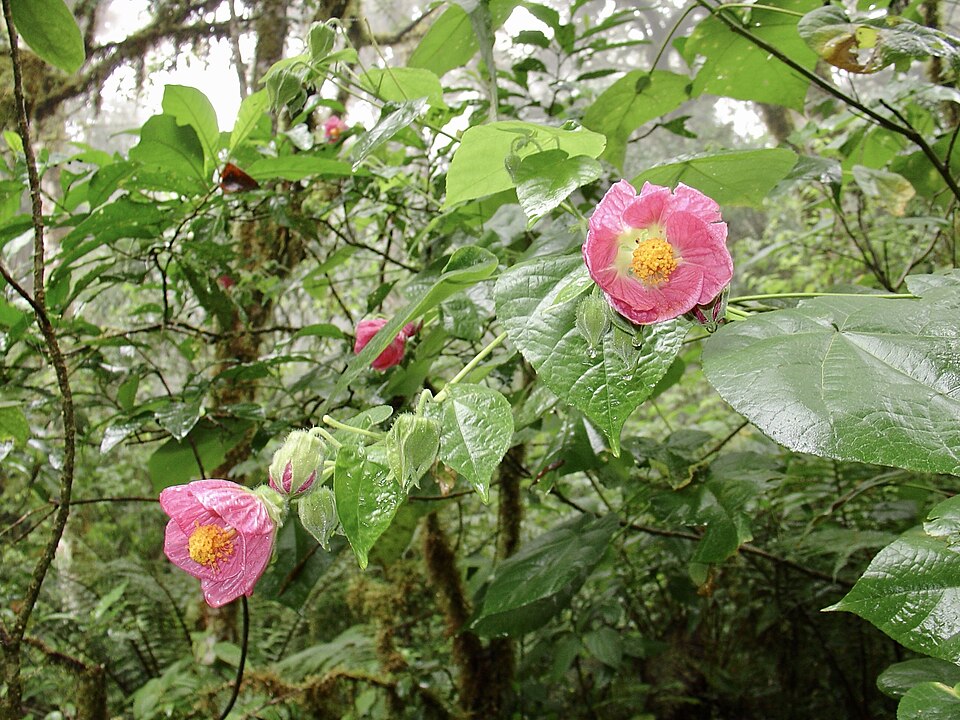 Callianthe (alternate view 2)