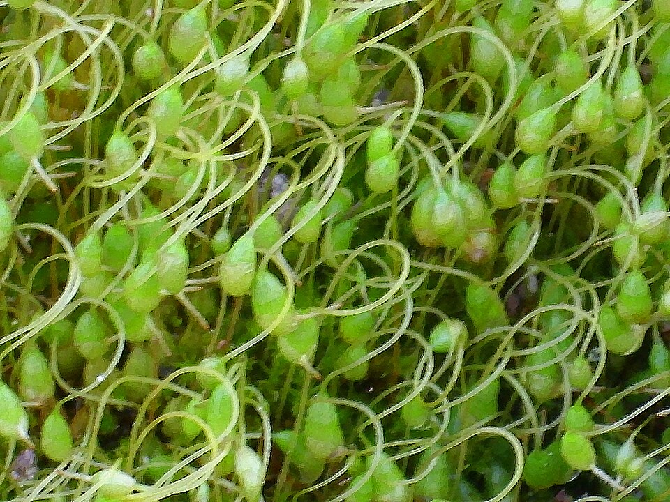 Funaria hygrometrica (Bonfire moss)