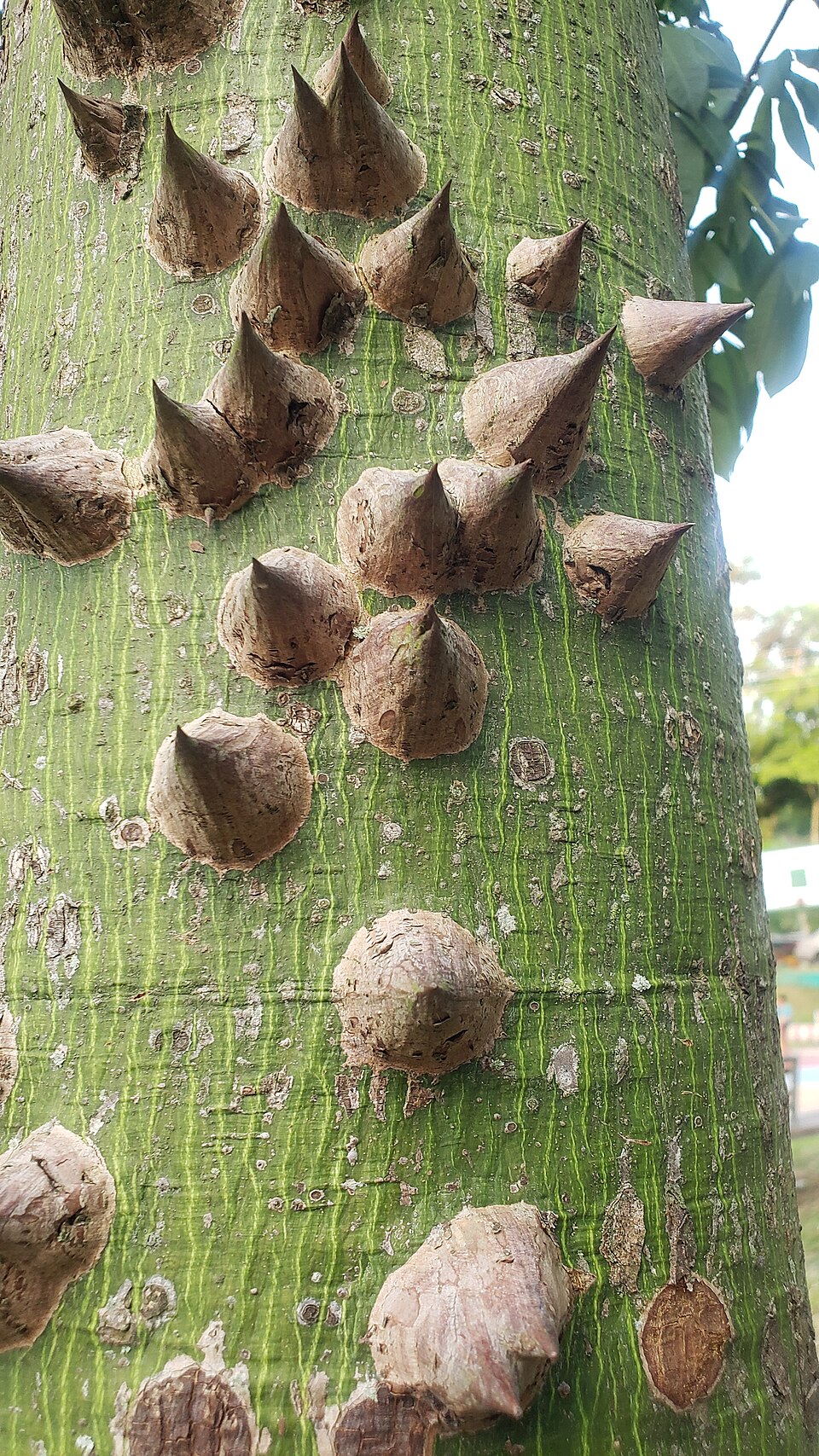 Ceiba (alternate view 3)