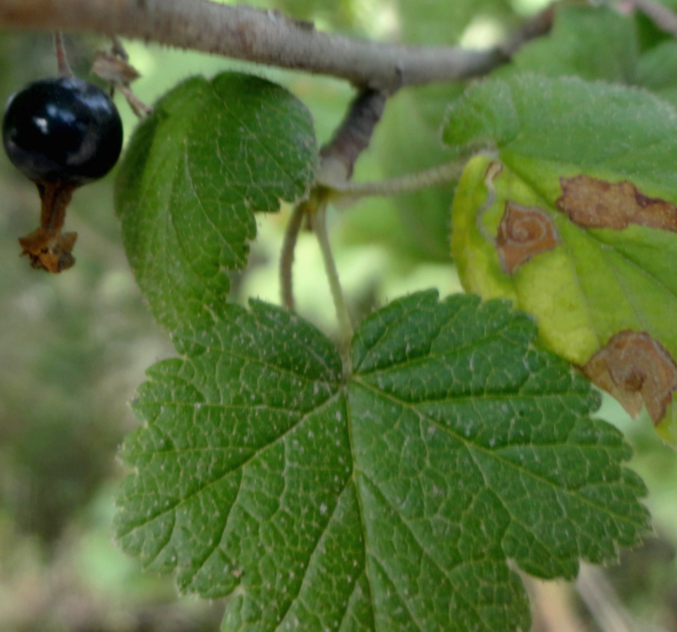 Ribes (currants and gooseberries) (alternate view 5)