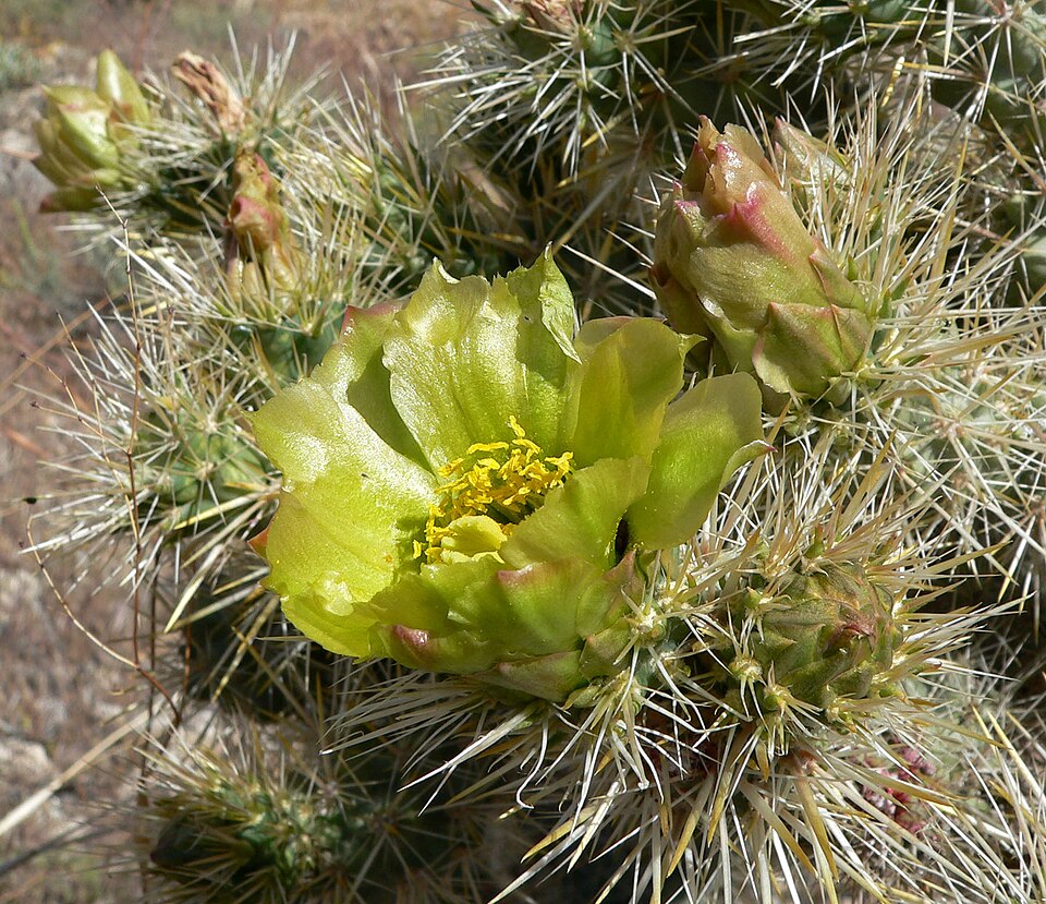 Cylindropuntia echinocarpa (Silver Cholla) (alternate view 2)