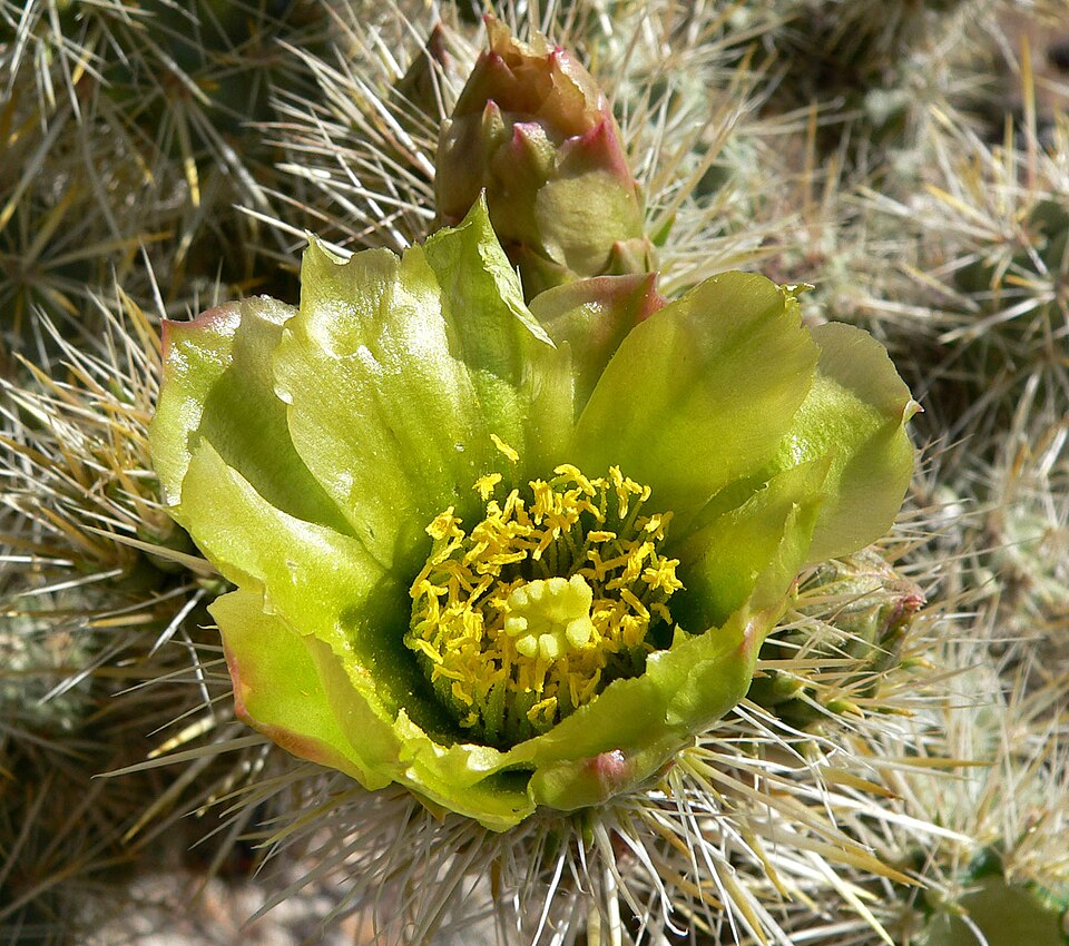Cylindropuntia echinocarpa (Silver Cholla) (alternate view 3)