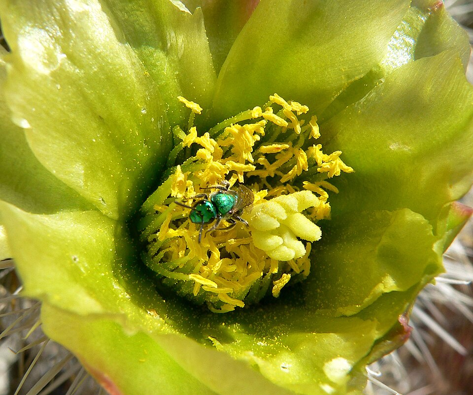 Cylindropuntia echinocarpa (Silver Cholla) (alternate view 4)