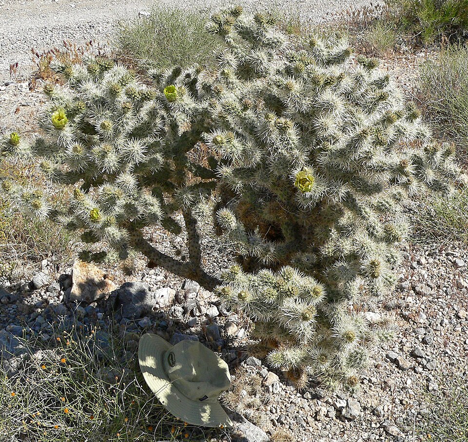 Cylindropuntia echinocarpa (Silver Cholla) (alternate view 5)