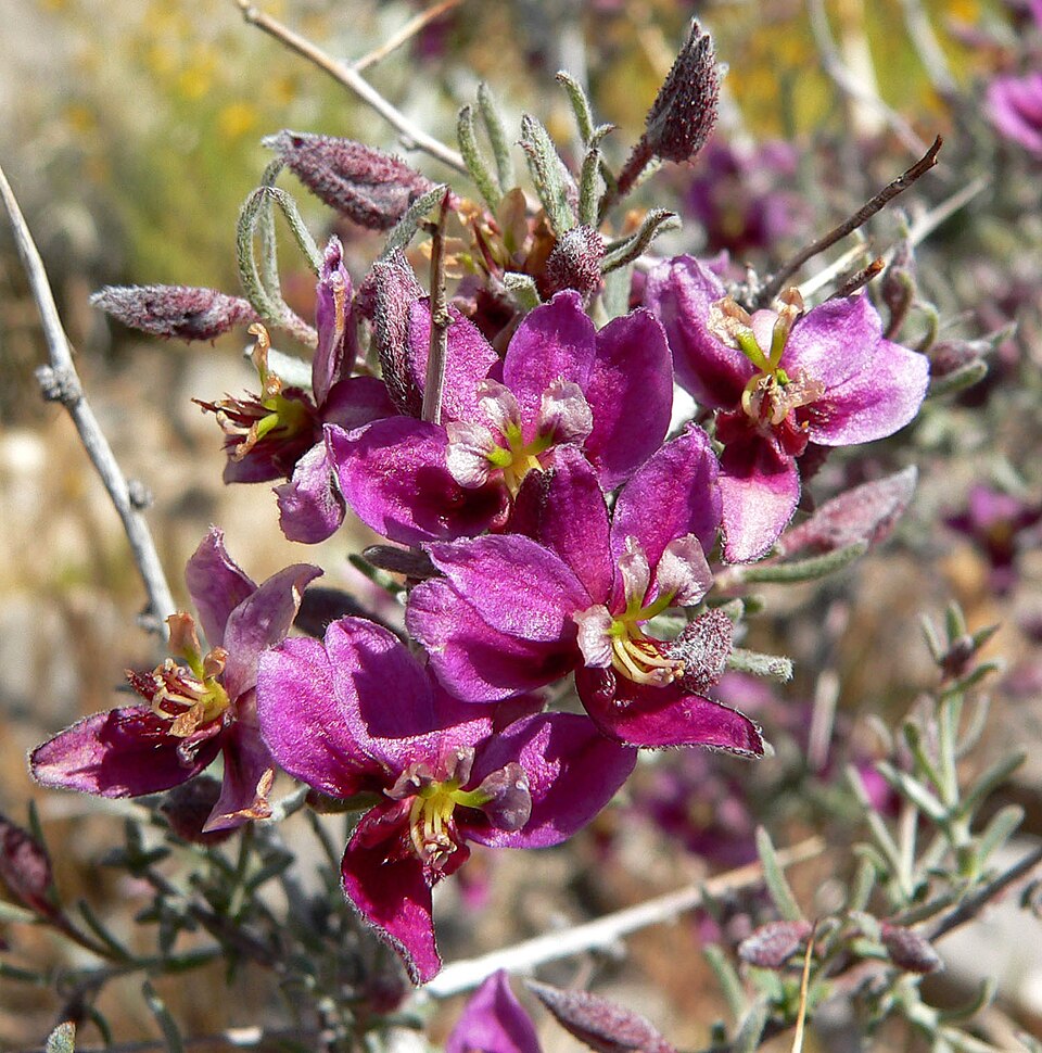 Krameria erecta (Littleleaf Rhatany) (alternate view 3)