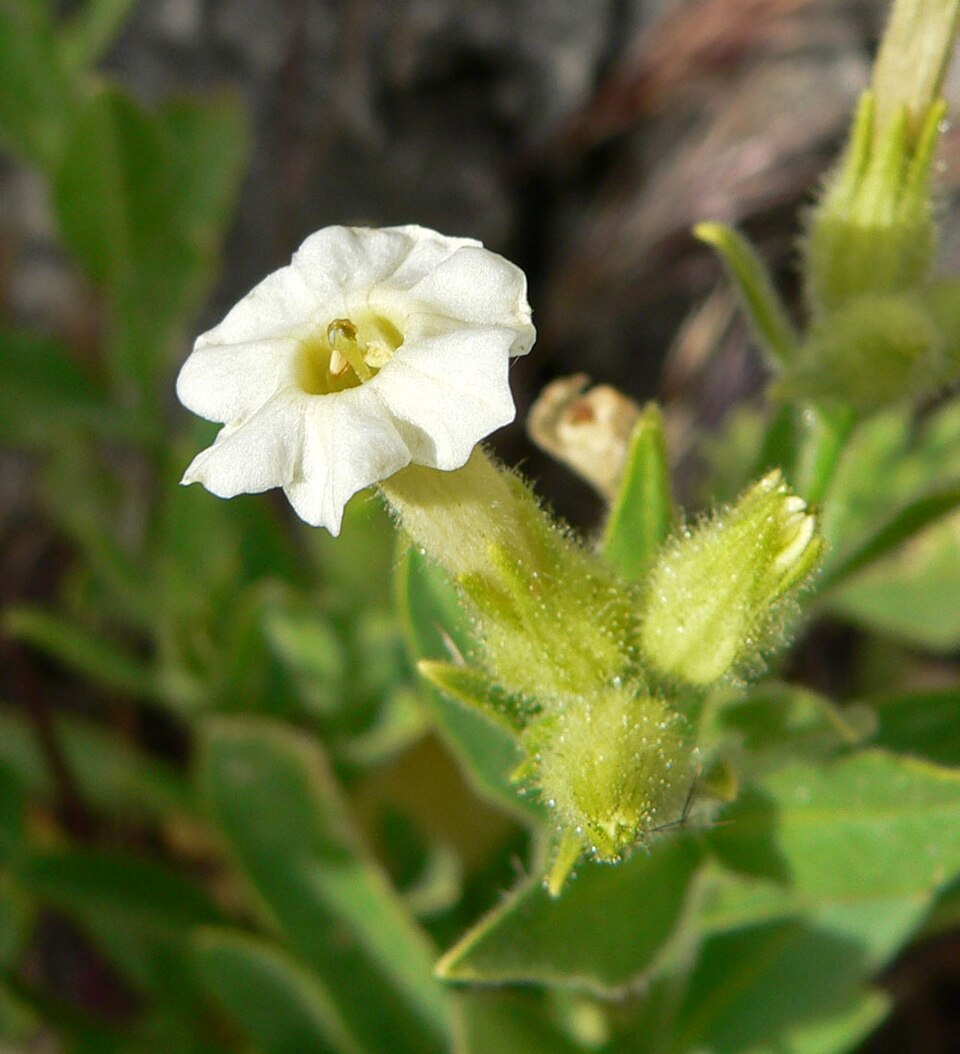 Nicotiana obtusifolia (desert tobacco) (alternate view 2)