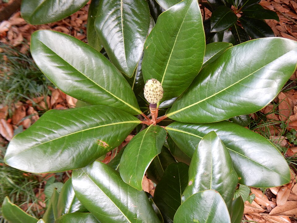 Magnolia grandiflora 'Edith Bogue' (Edith Bogue Magnolia) (alternate view 2)