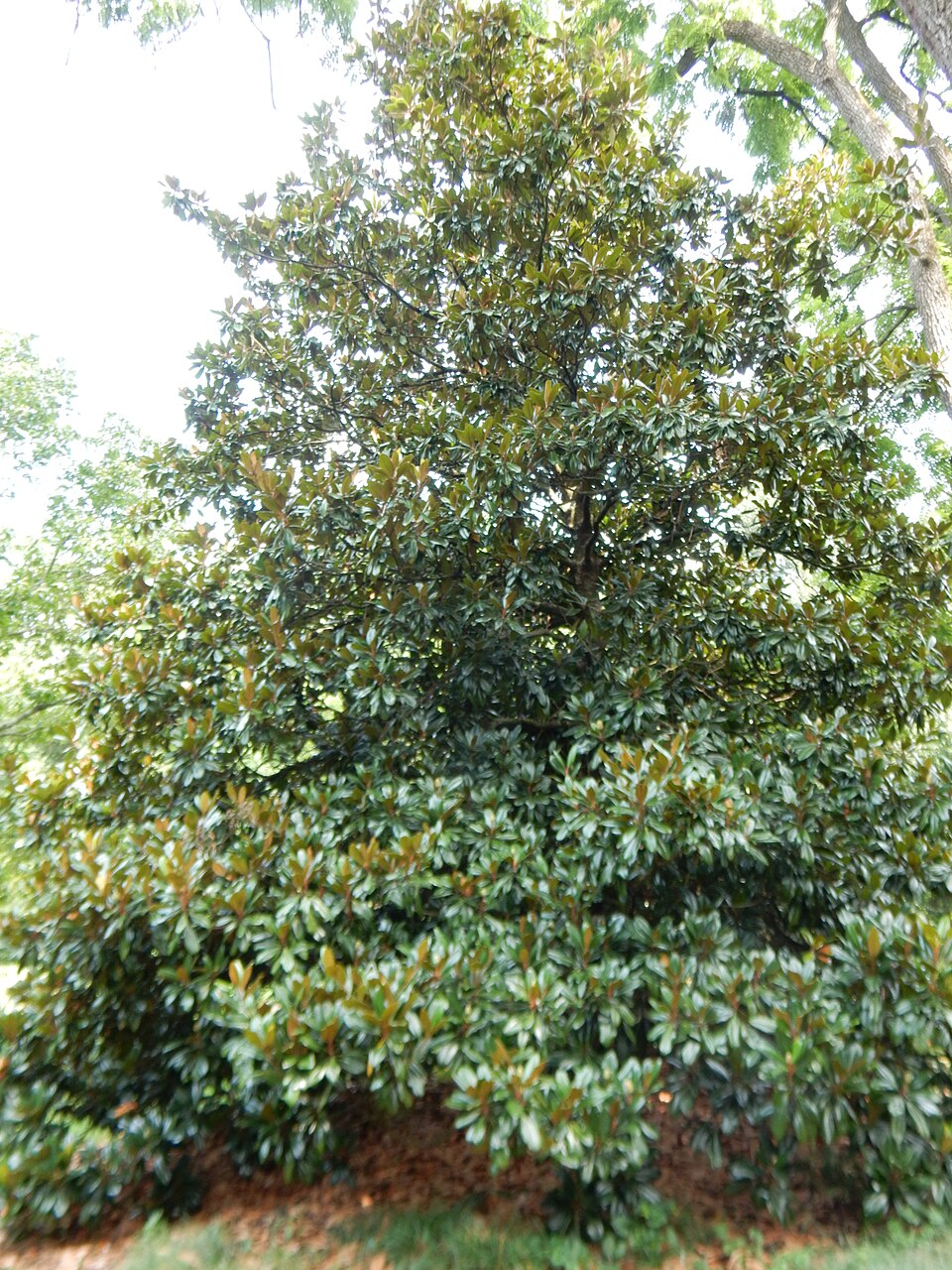 Magnolia grandiflora 'Edith Bogue' (Edith Bogue Magnolia) (alternate view 3)