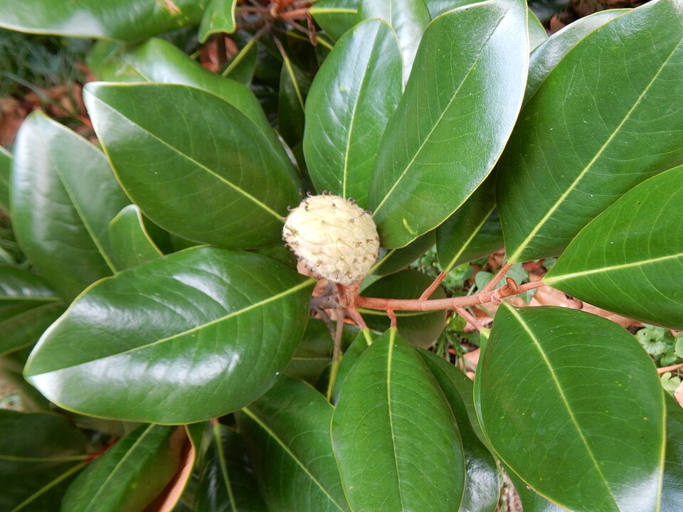 Magnolia grandiflora 'Edith Bogue' (Edith Bogue Magnolia) (alternate view 4)