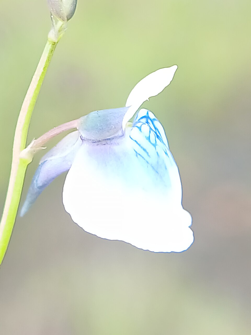 Utricularia (Bladderworts) (alternate view 4)