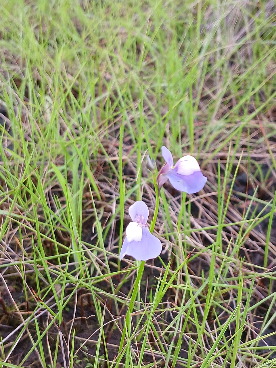 Utricularia (Bladderworts) (alternate view 5)