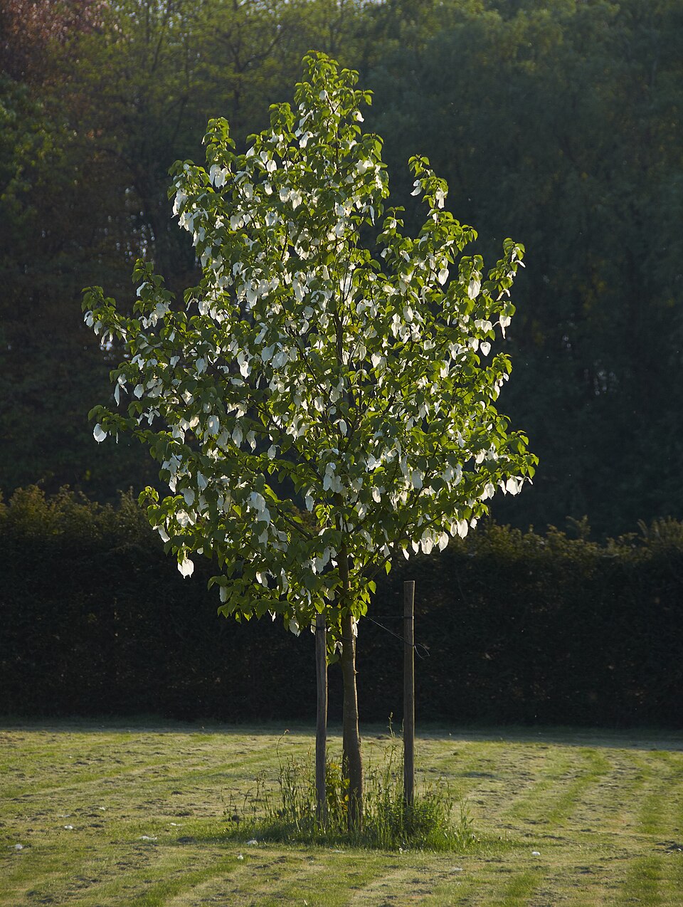 Davidia involucrata (dove tree) (alternate view 8)