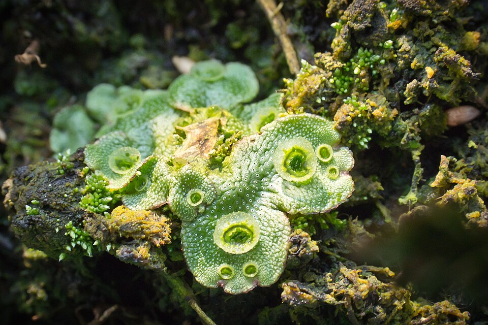 Marchantia polymorpha (Common Liverwort)