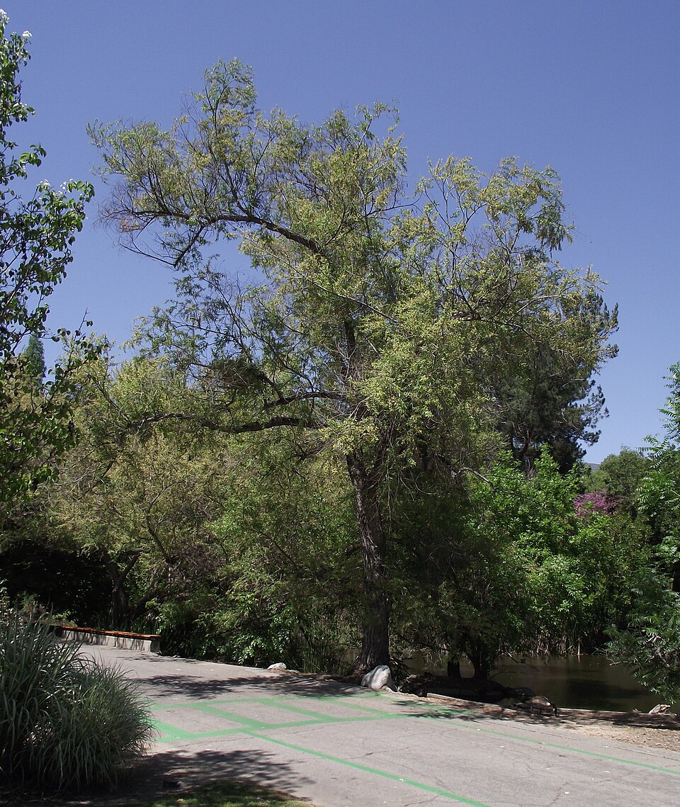 Salix gooddingii (Goodding's willow) (alternate view 5)
