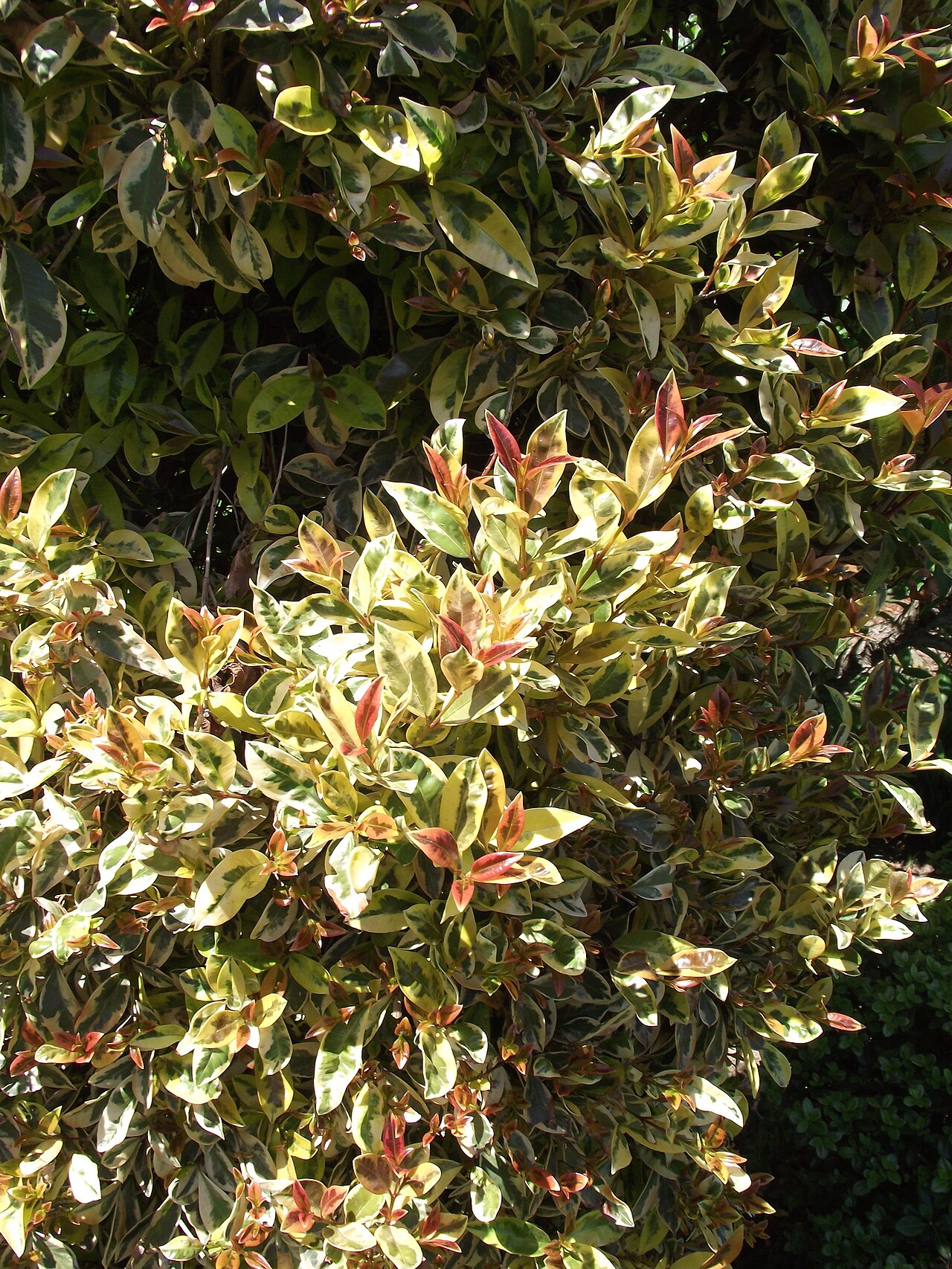 Syzygium paniculatum, Magenta lilly pilly — upright evergreen (Myrtaceae) (image 6 of 7)