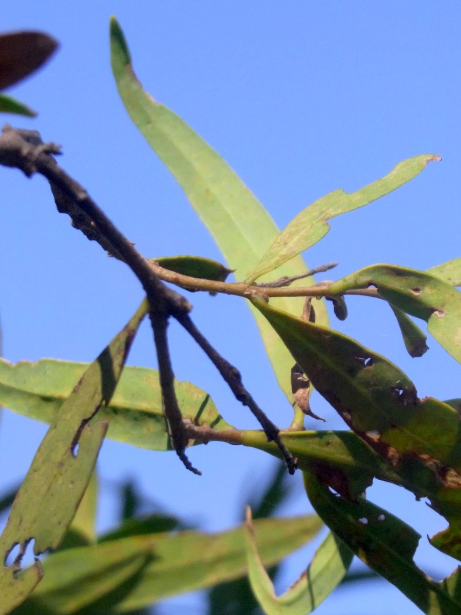 Notelaea microcarpa (small-fruited mock olive) (alternate view 6)