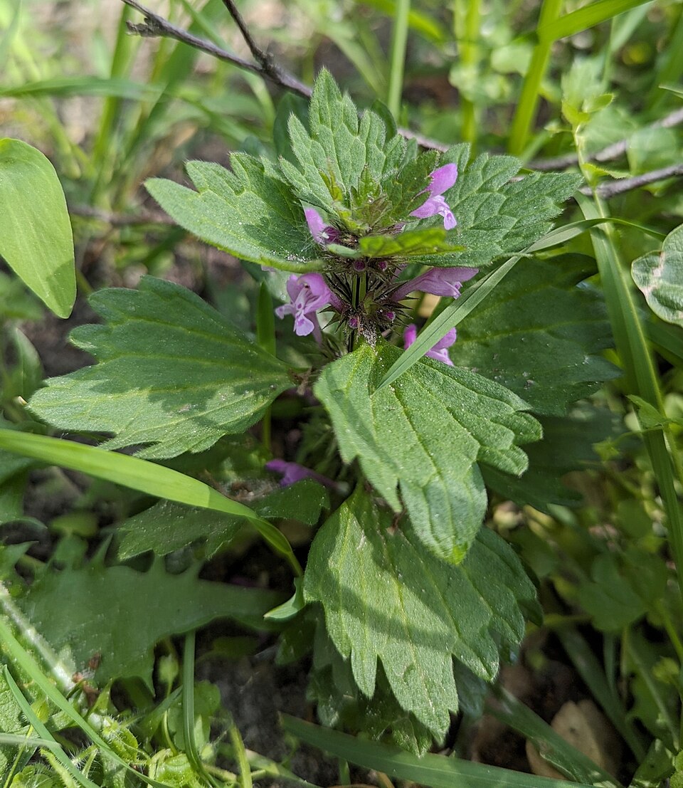 Lamium hybridum (cutleaf deadnettle)