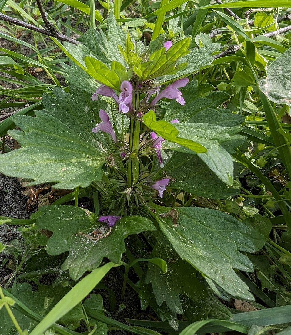 Lamium hybridum (cutleaf deadnettle)