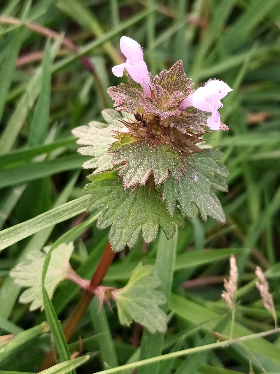 Lamium hybridum (cutleaf deadnettle)