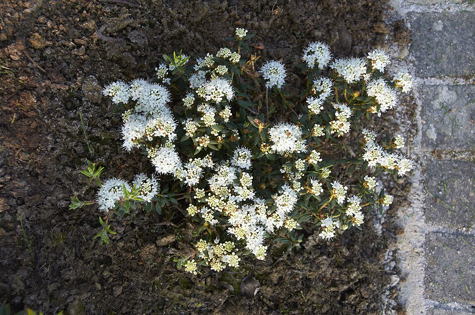 Rhododendron groenlandicum (Labrador Tea) (alternate view 9)