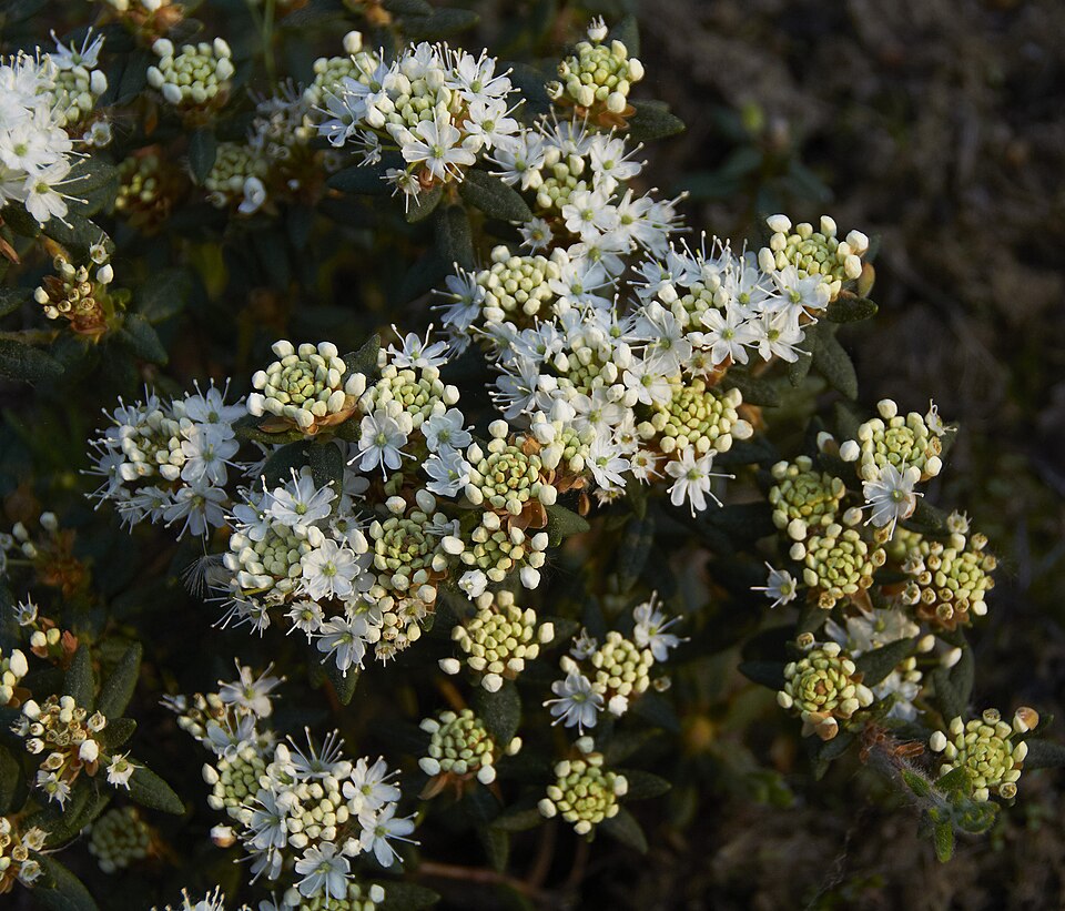 Rhododendron groenlandicum (Labrador Tea) (alternate view 10)