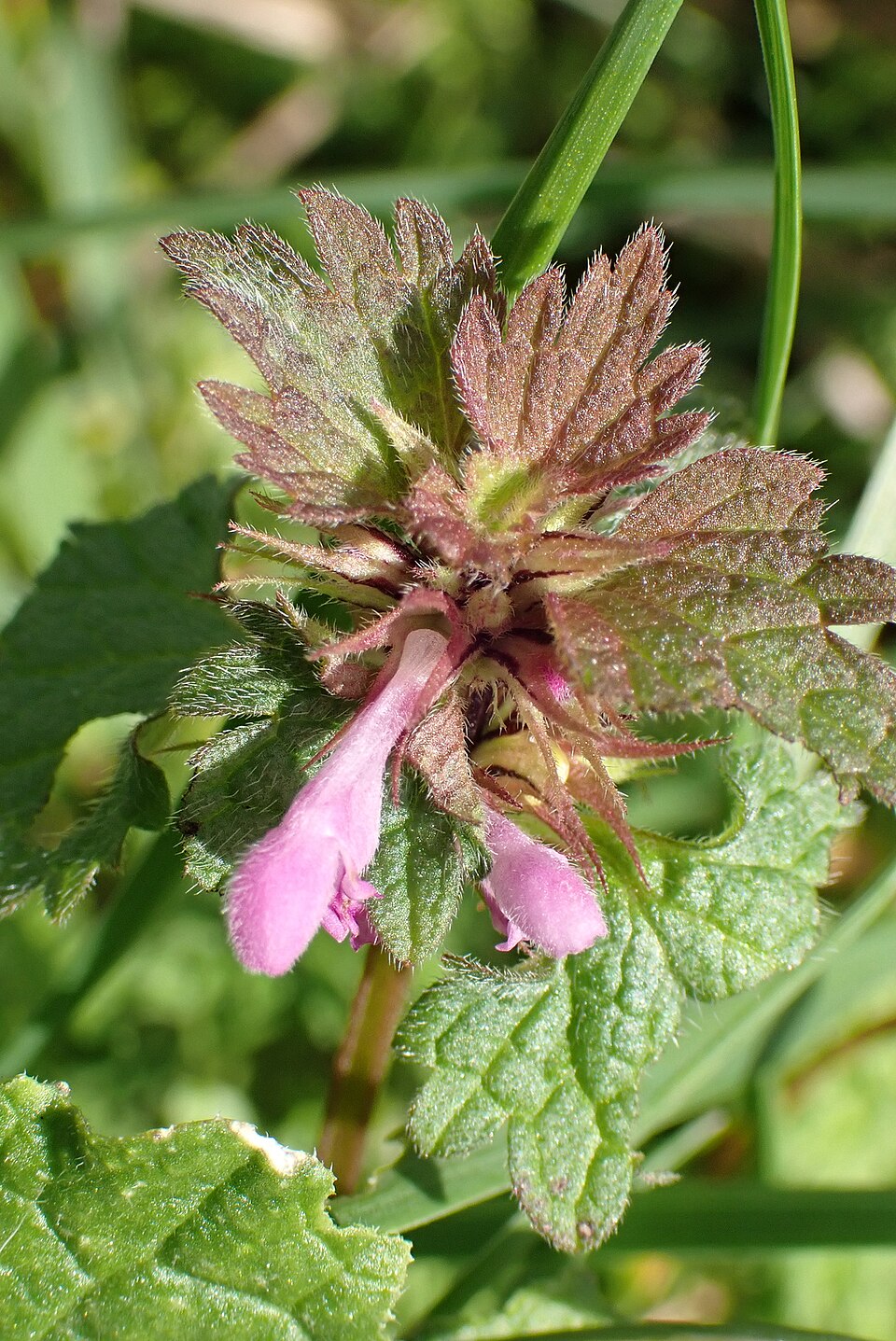 Lamium hybridum (cutleaf deadnettle)
