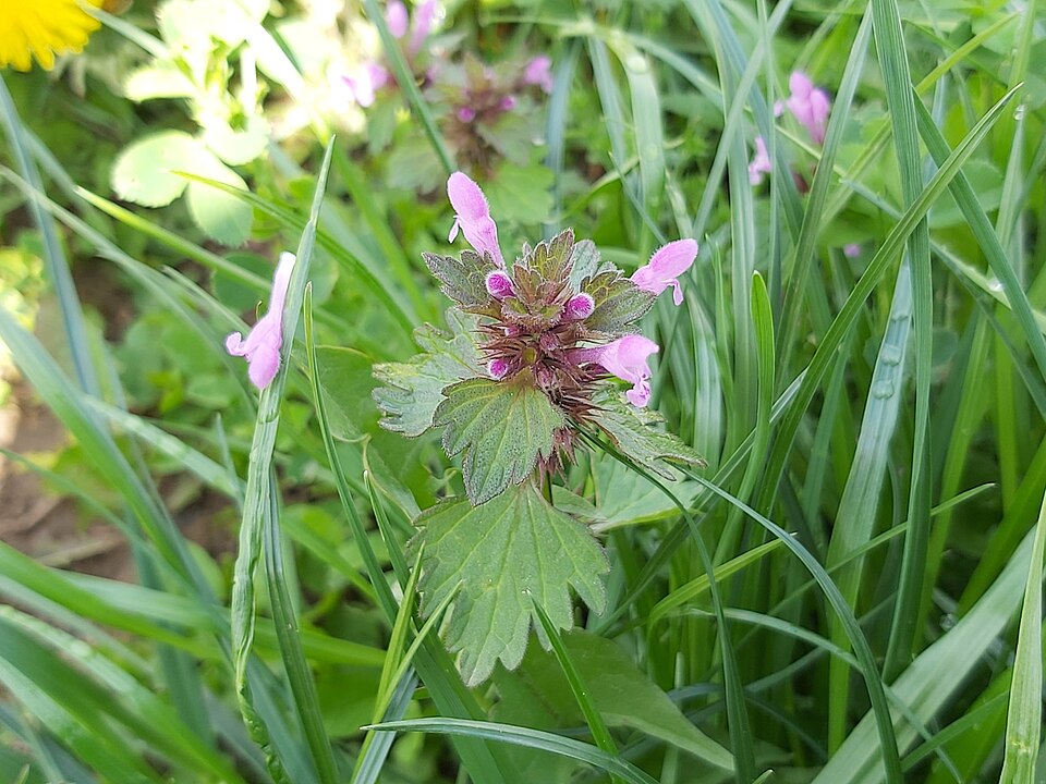 Lamium hybridum (cutleaf deadnettle)