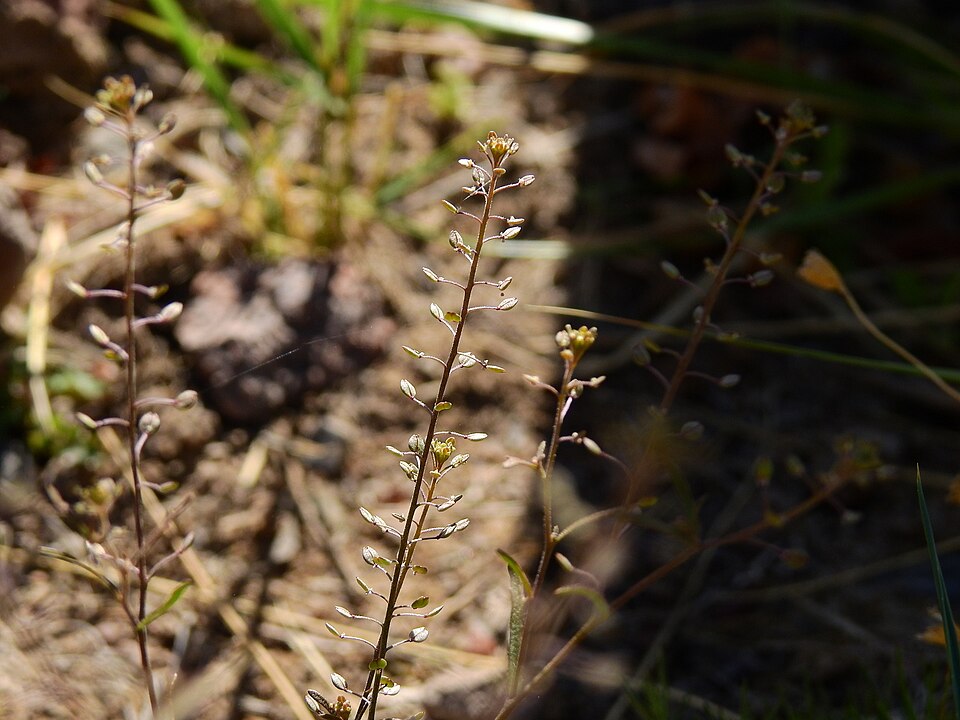 Lepidium (Pepperweeds) (alternate view 6)