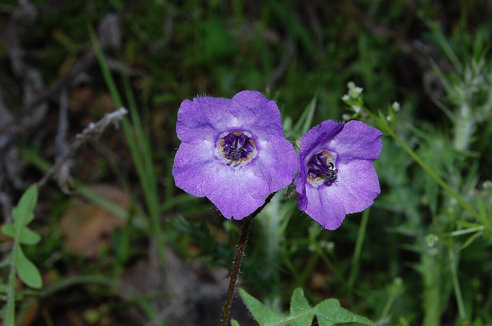 Pholistoma auritum (Fiesta Flower) (alternate view 9)