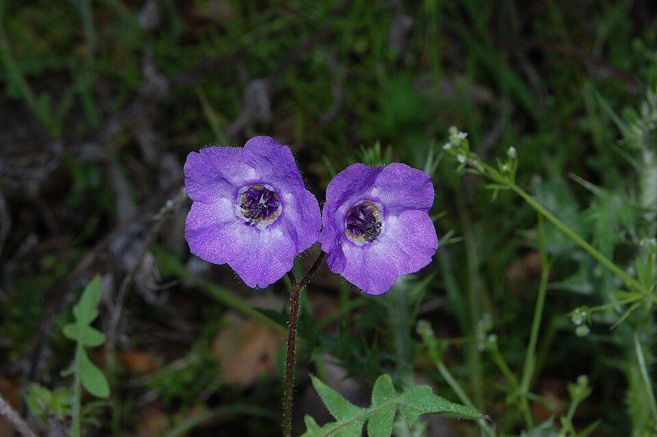 Pholistoma auritum (Fiesta Flower) (alternate view 10)