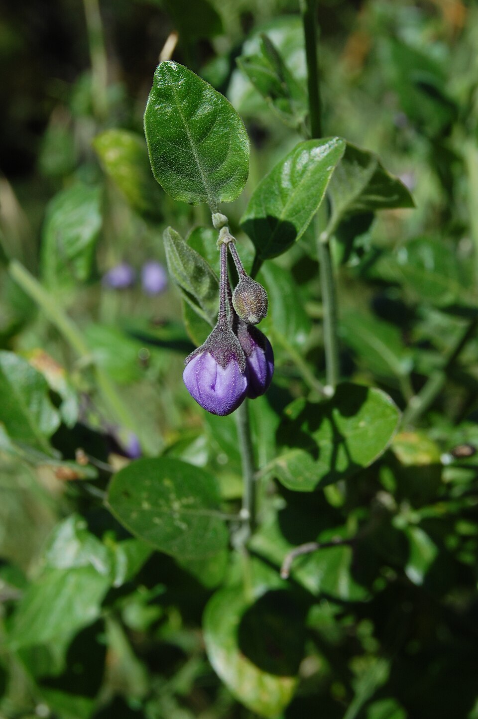 Solanum umbelliferum (bluewitch nightshade) (alternate view 6)