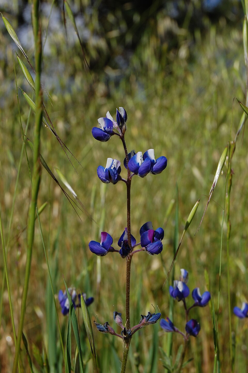 Lupinus bicolor (Miniature Lupine)