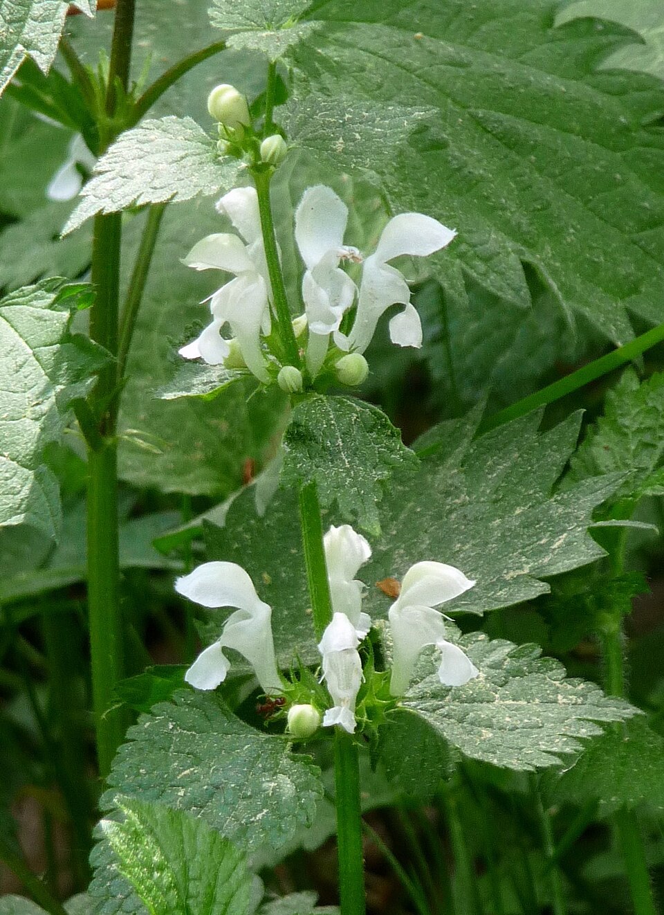 Lamium maculatum (deadnettle) (alternate view 7)