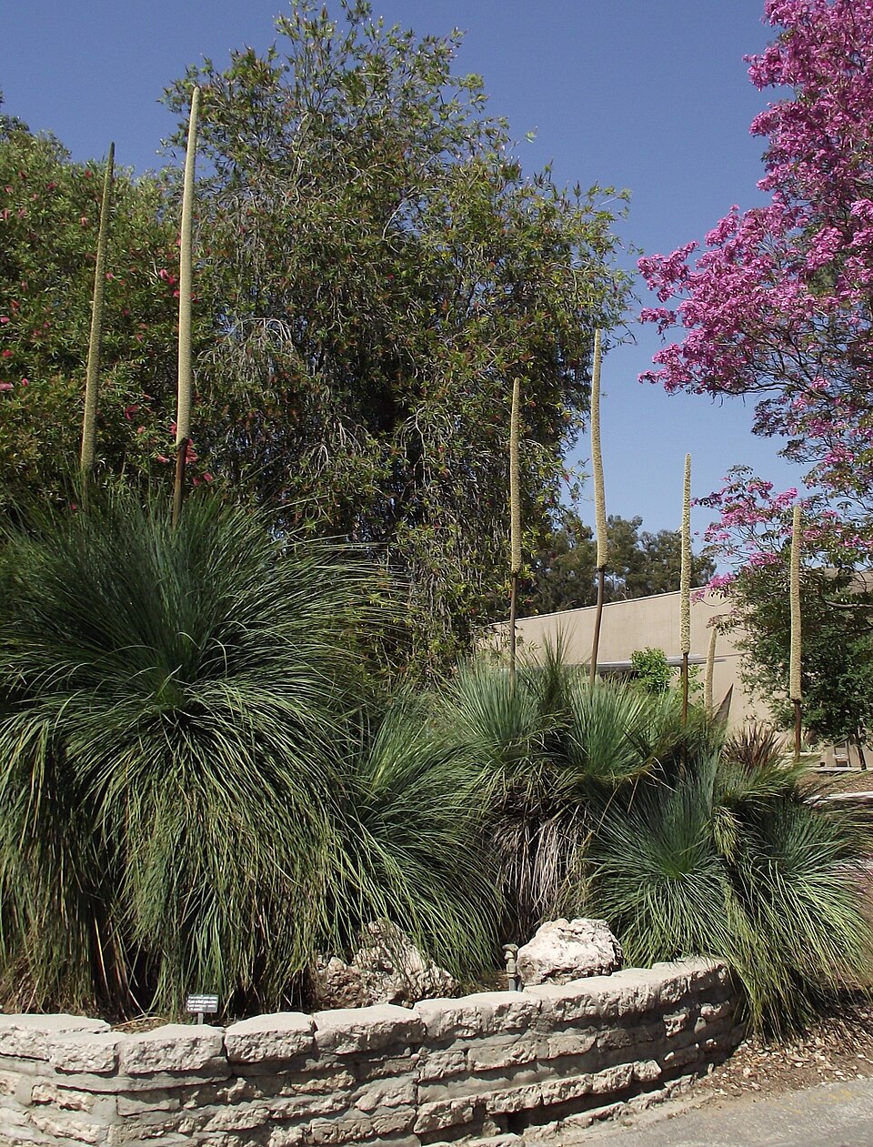 Xanthorrhoea quadrangulata (Yacka) (alternate view 9)