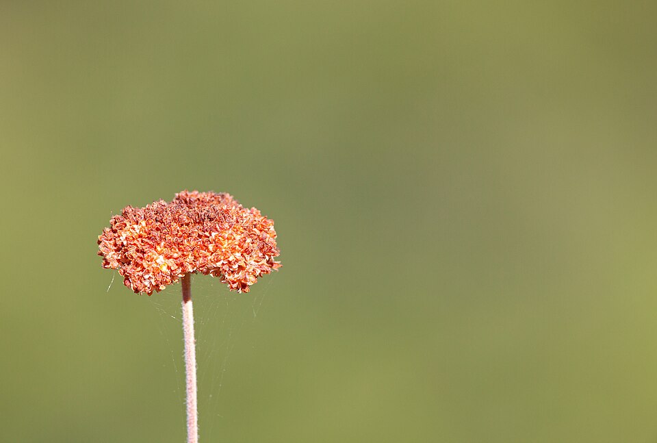 Eriogonum fasciculatum (California Buckwheat)