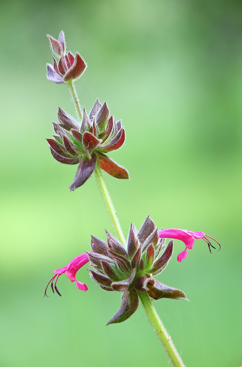Salvia spathacea (Hummingbird Sage) (alternate view 3)
