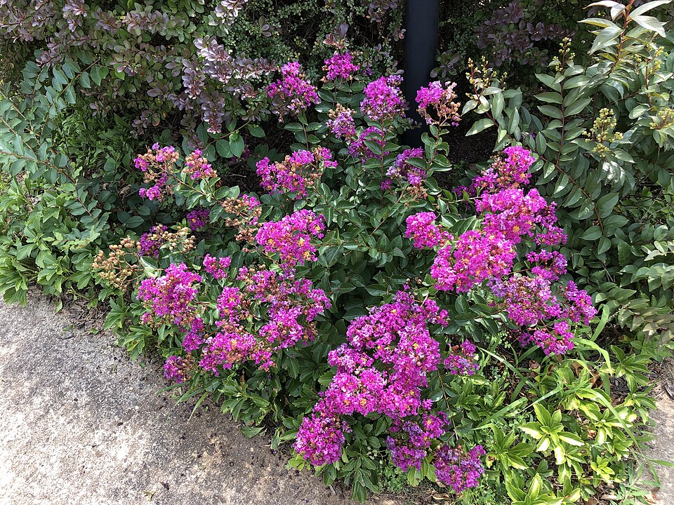 Lagerstroemia indica 'Bellini Grape' (Bellini Grape Crape Myrtle) (alternate view 3)