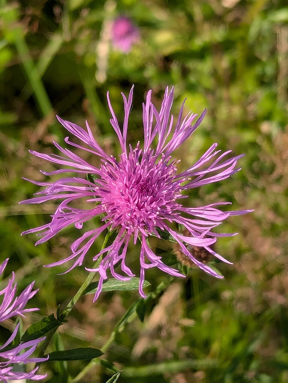 Centaurea debeauxii (Chalk Knapweed)