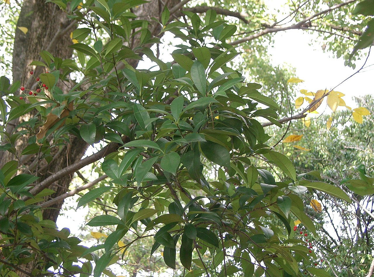 Photinia glabra, Japanese photinia — upright evergreen (Rosaceae) (image 2 of 10)