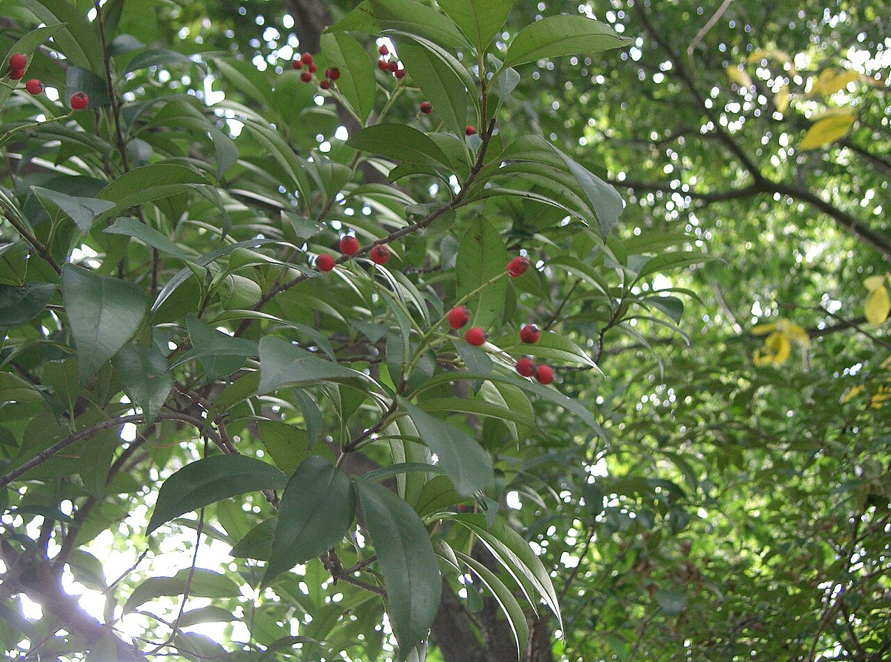 Photinia glabra, Japanese photinia — upright evergreen (Rosaceae) (image 3 of 10)