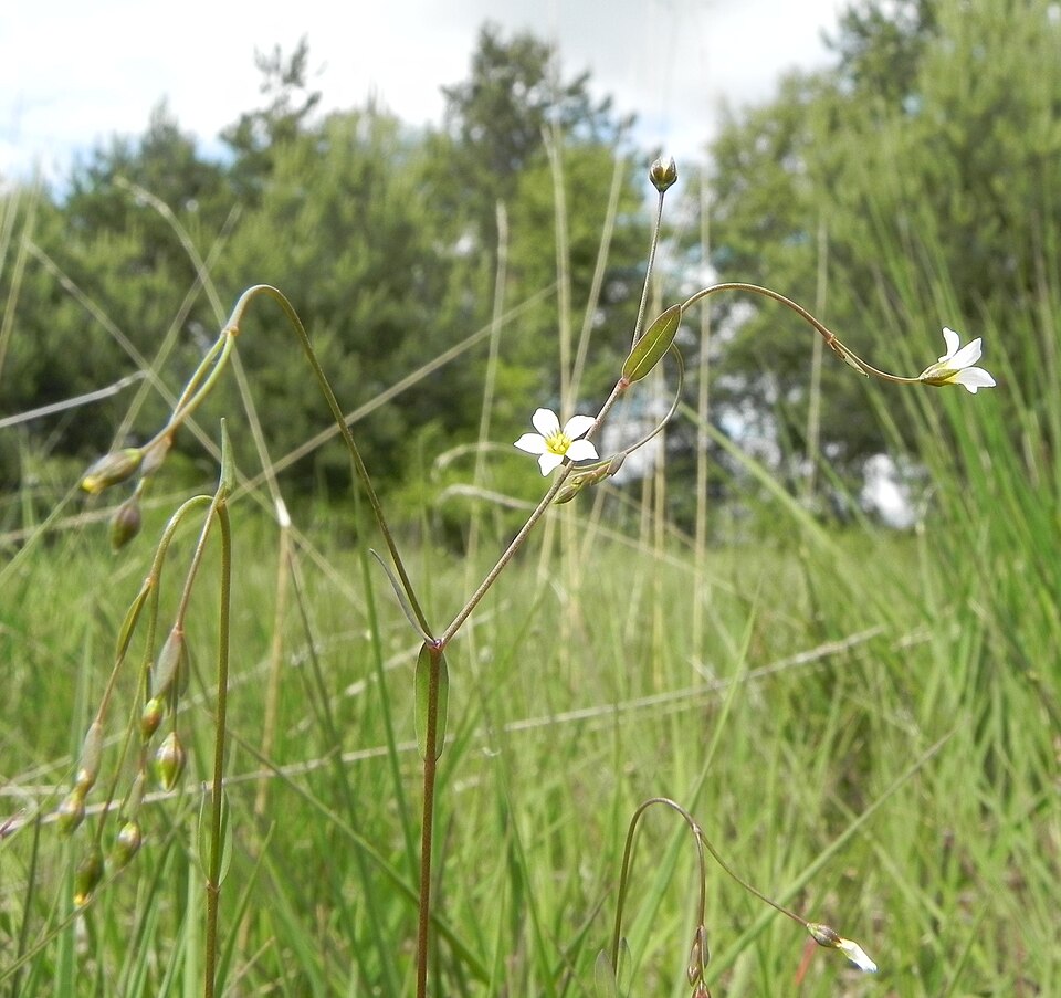 Linum catharticum (Fairy Flax)
