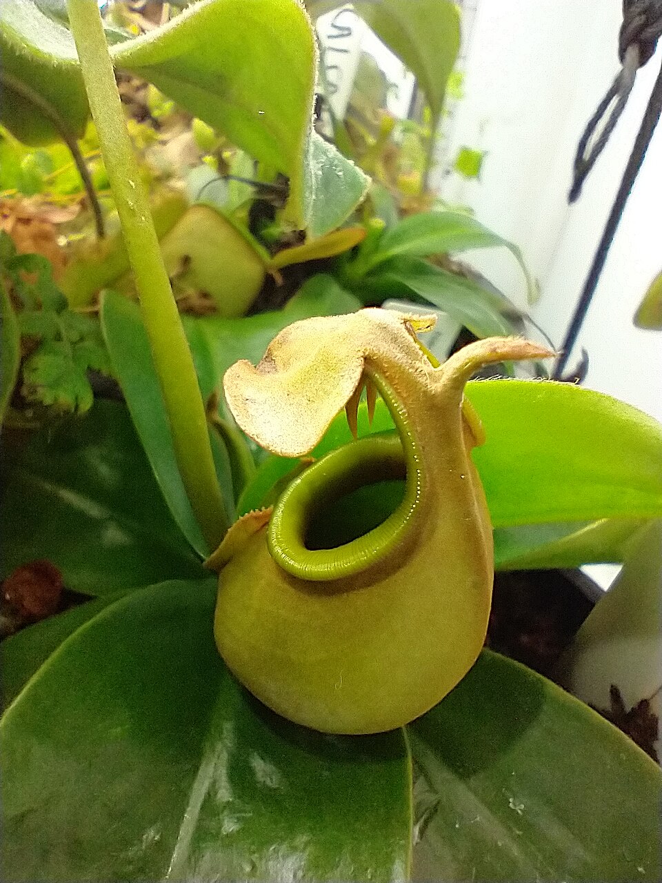 Nepenthes (tropical pitcher-plants)