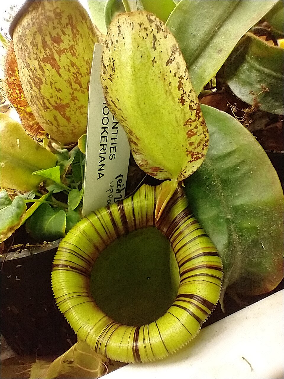 Nepenthes (tropical pitcher-plants) (alternate view 2)