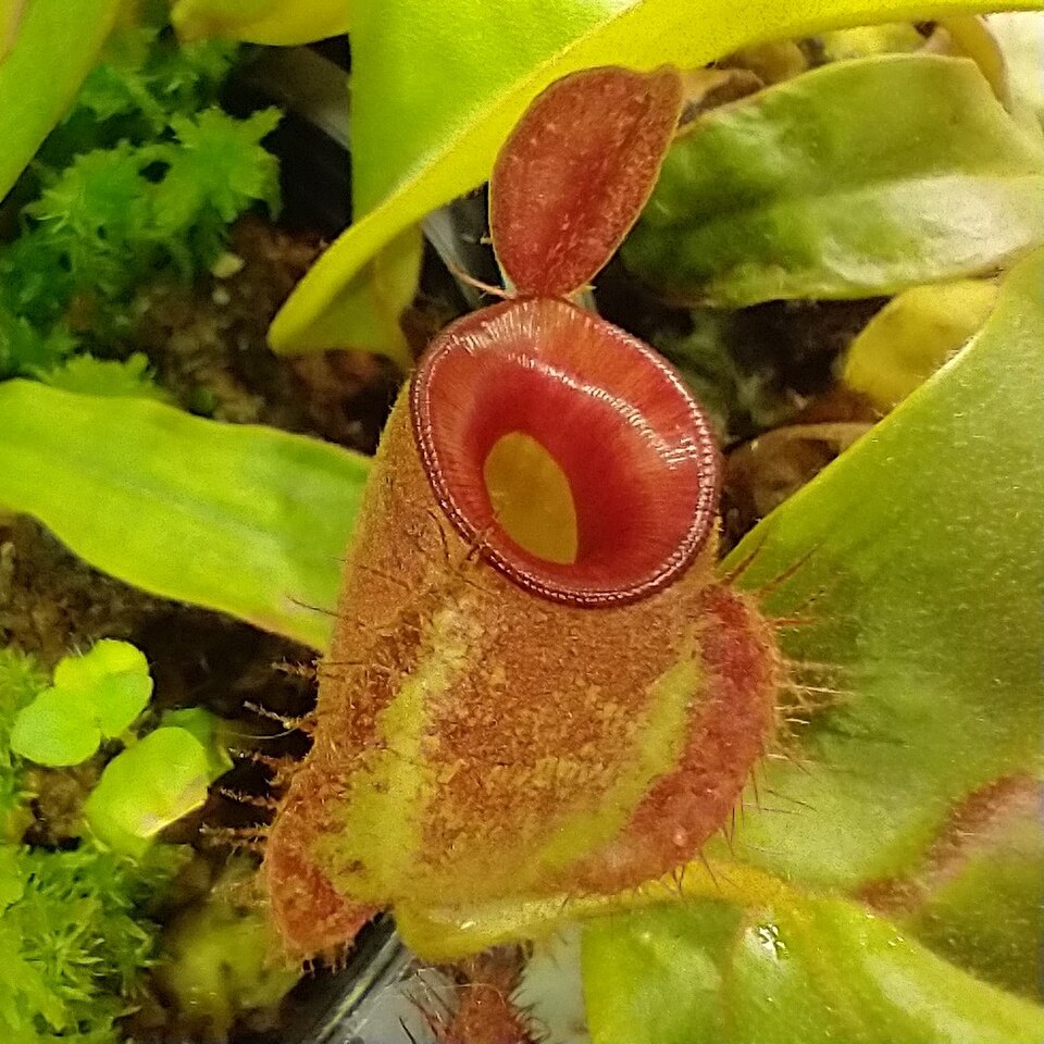 Nepenthes (tropical pitcher-plants) (alternate view 3)